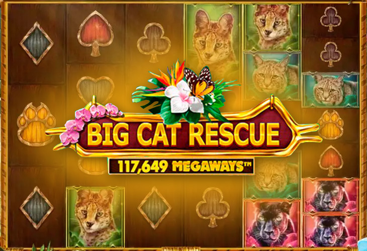 How To Play Big Cat Rescue Megaways